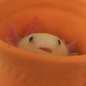 Meet your Posher, Sunzyfrog